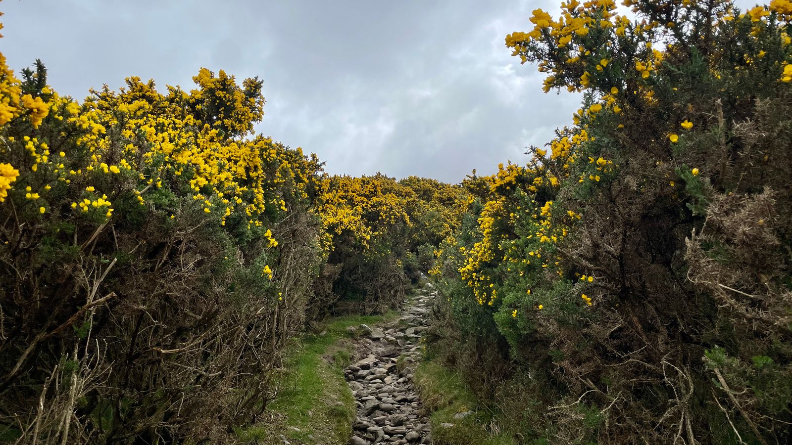 A narrow stony path between banks of flowering yellow gorse
