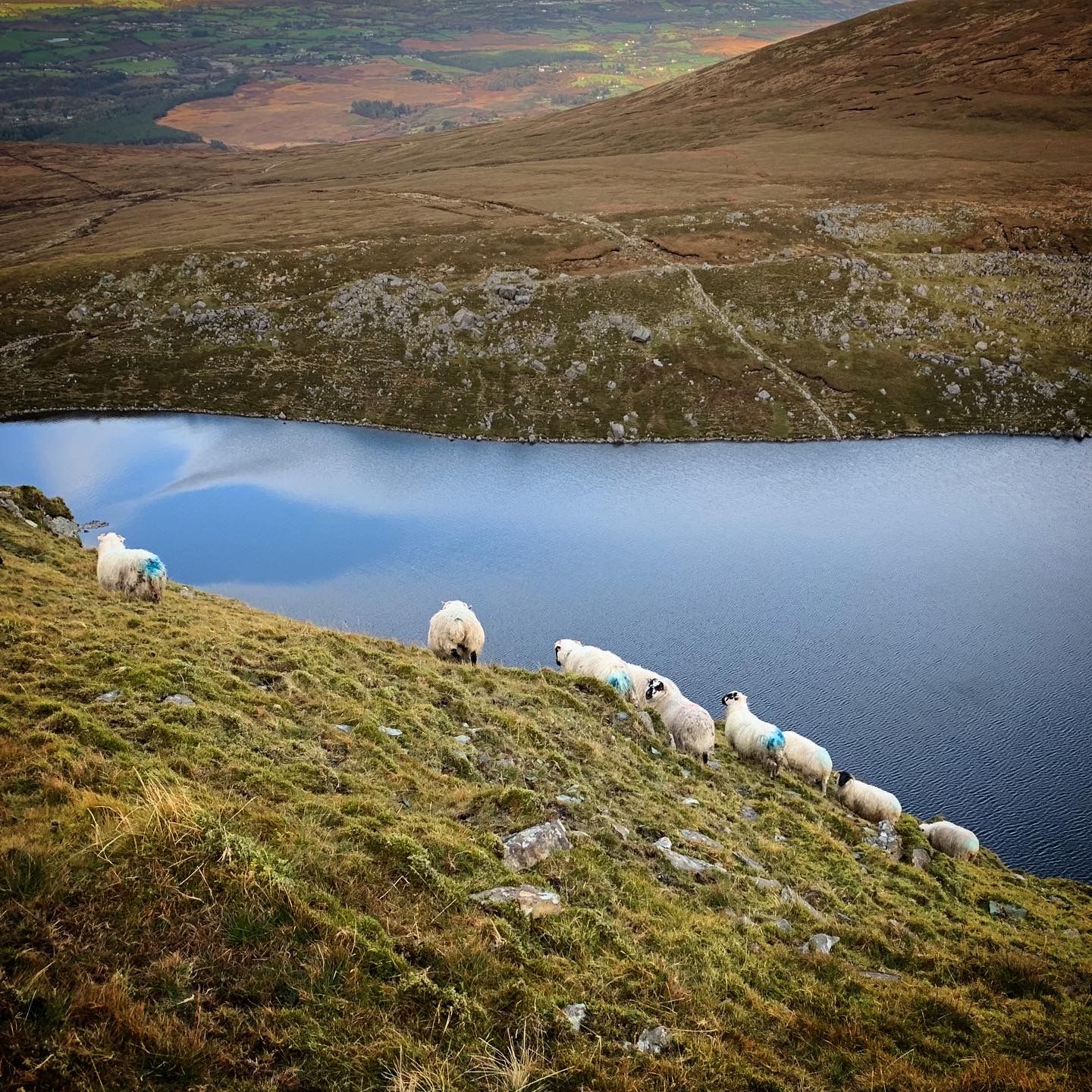 Sheep grazing on a steep grassy bank above blue lake water