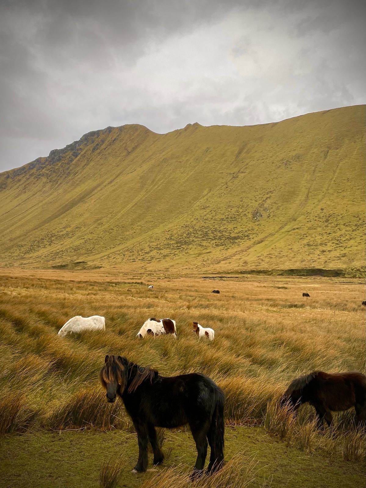 Ponies grazing on rough grass beneath the steep mountain wall of Macha na Bó