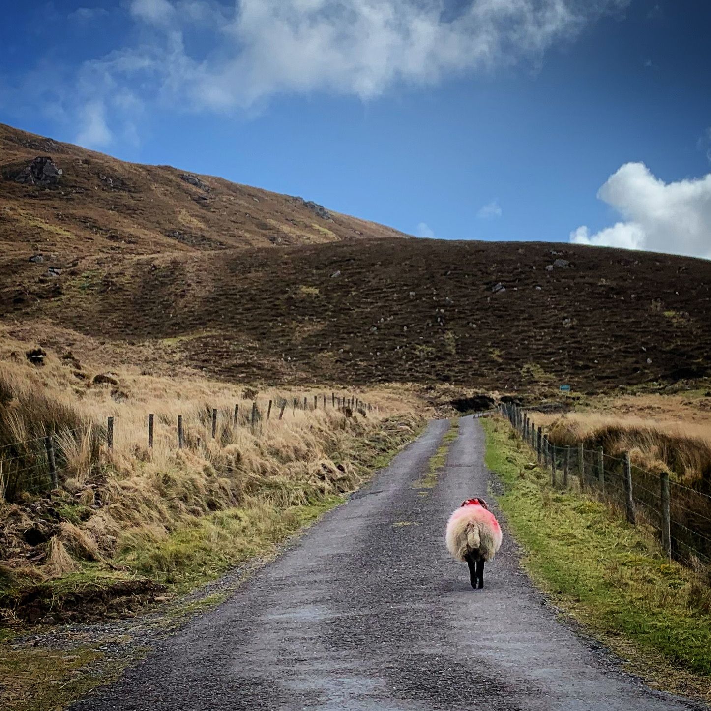 A sheep walking along a narrow surfaced boreen between fences in the hills