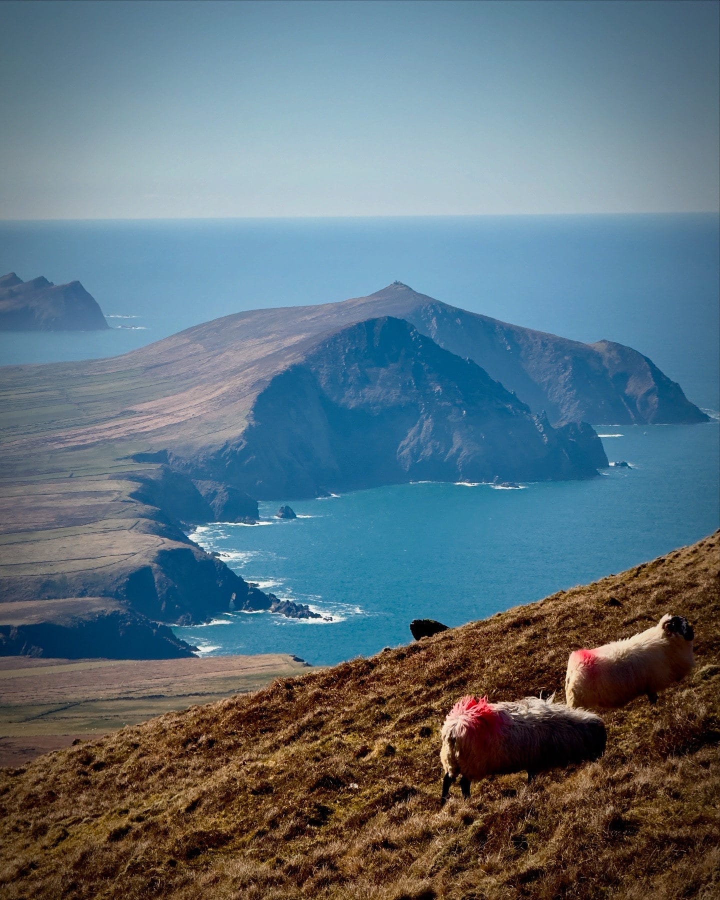 Sheep on a high slope above the Atlantic coast